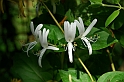 Fiori, Piante, natura_16